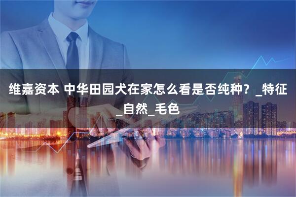 维嘉资本 中华田园犬在家怎么看是否纯种？_特征_自然_毛色